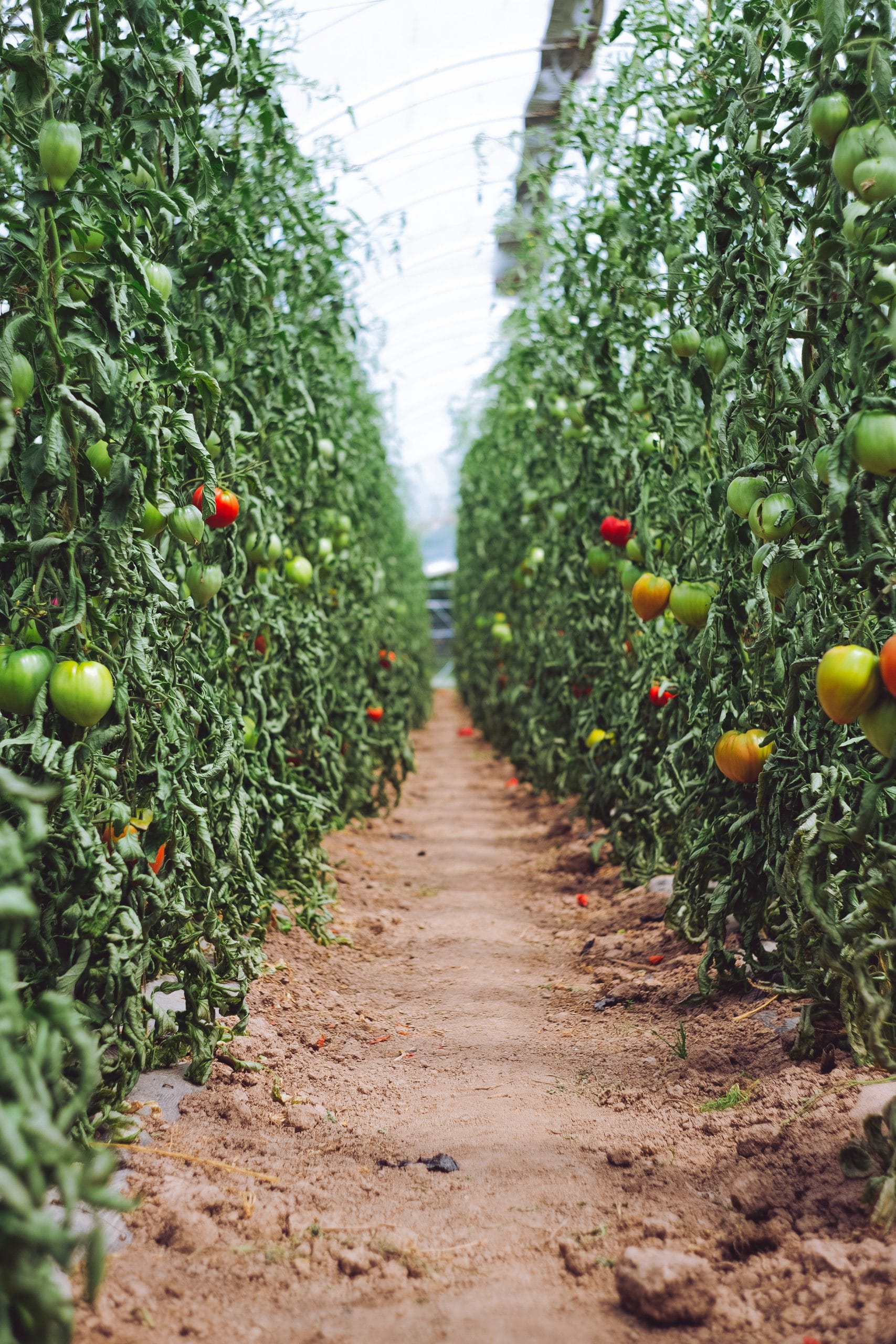 consumer research on sustainable ingredients sourcing image of two rows of tomato vines